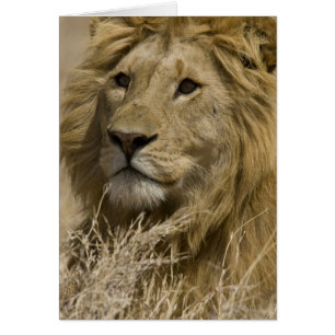 African Lion, Panthera leo, Portrait of a