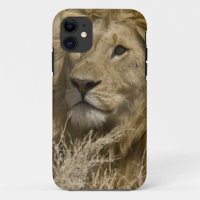 African Lion, Panthera leo, Portrait of a