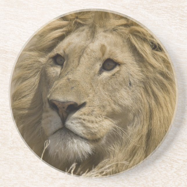 African Lion, Panthera leo, Portrait of a Coaster (Front)