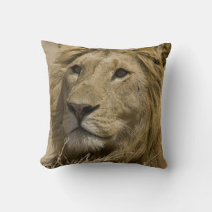African Lion, Panthera leo, Portrait of a Cushion