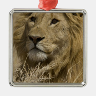 African Lion, Panthera leo, Portrait of a Metal Ornament