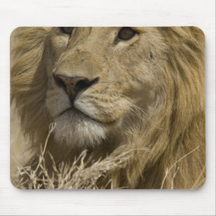 African Lion, Panthera leo, Portrait of a Mouse Pad