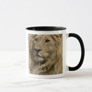 African Lion, Panthera leo, Portrait of a Mug