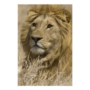 African Lion, Panthera leo, Portrait of a Photo Print