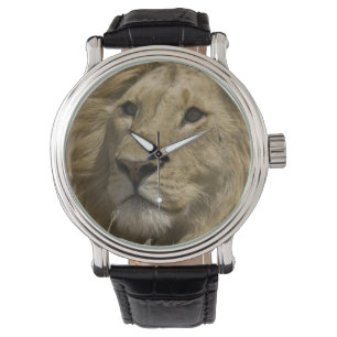 African Lion, Panthera leo, Portrait of a Watch