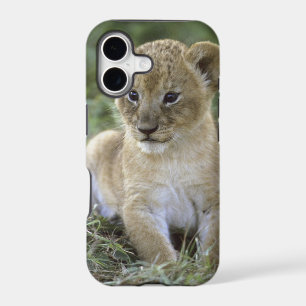 African lion, Panthera leo), Tanzania,