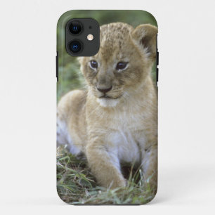 African lion, Panthera leo), Tanzania, iPhone 11 Case