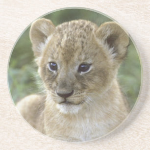 African lion, Panthera leo), Tanzania, Coaster
