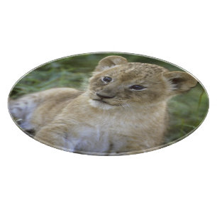 African lion, Panthera leo), Tanzania, Cutting Board