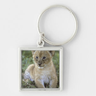 African lion, Panthera leo), Tanzania, Key Ring