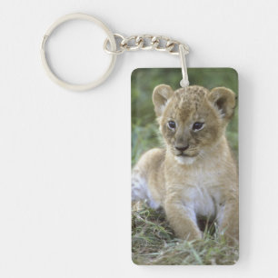 African lion, Panthera leo), Tanzania, Key Ring