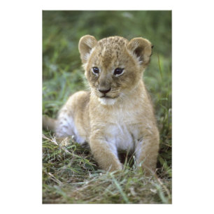 African lion, Panthera leo), Tanzania, Photo Print