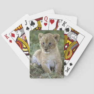 African lion, Panthera leo), Tanzania, Playing Cards