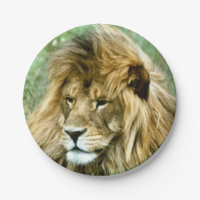 African lion