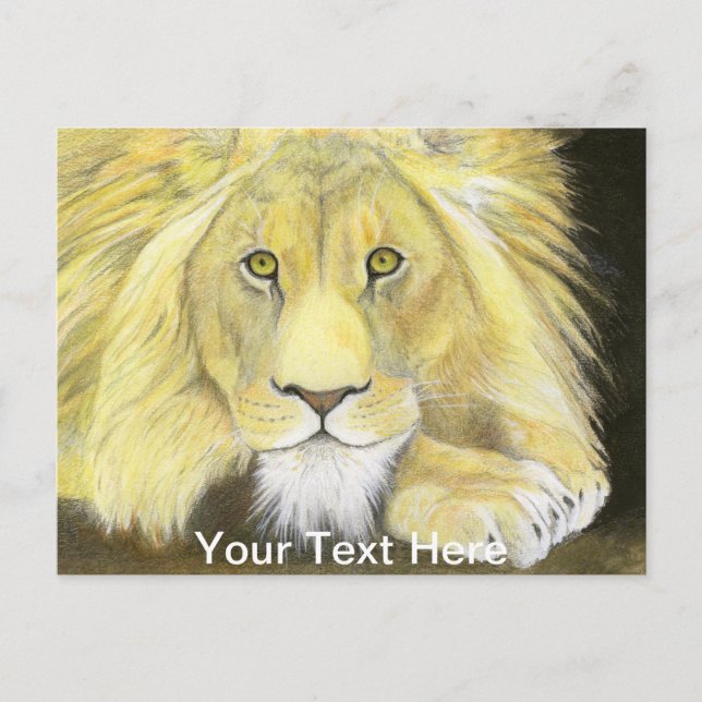 African Lion Postcard (Front)