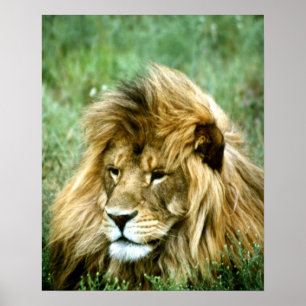 African Lion Poster
