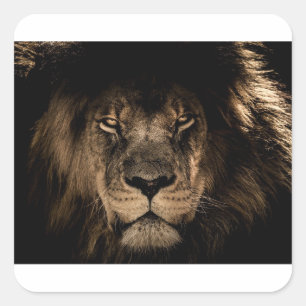 African Lion Square Sticker