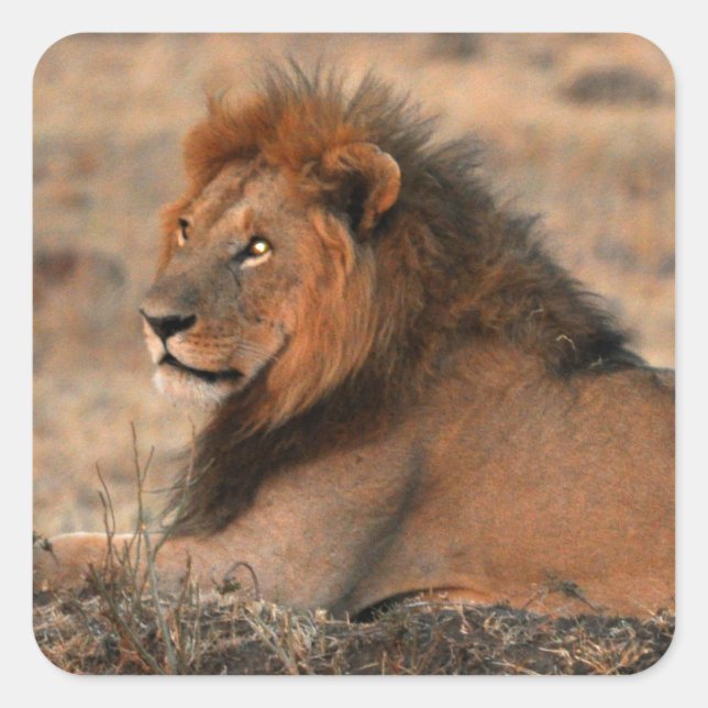 African Lion Sticker (Front)
