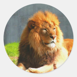 African Lion stickers