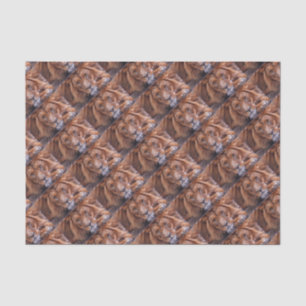 African Lion Tissue Paper