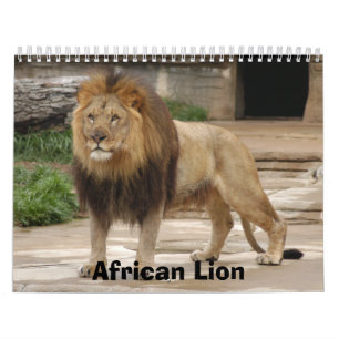 African Lions Calendar, African Lion Calendar