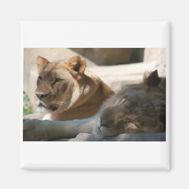 African Lions Magnet (Front)