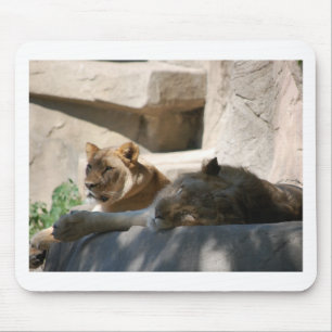 African Lions Mouse Pad