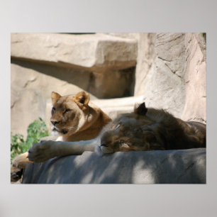 African Lions Poster
