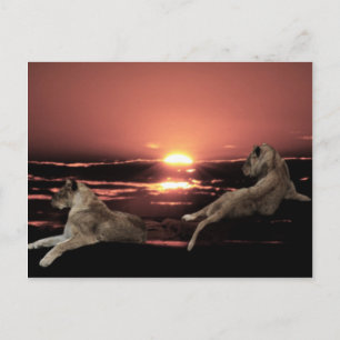 African lions resting at sunset postcard