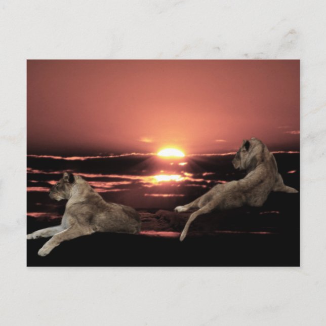 African lions resting at sunset postcard (Front)