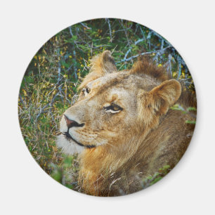 African male lion fridge magnets