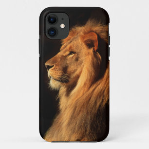 African Male Lion iphone Case by Steven Holt