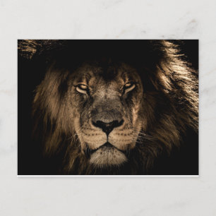 AFRICAN MALE LION POSTCARDS