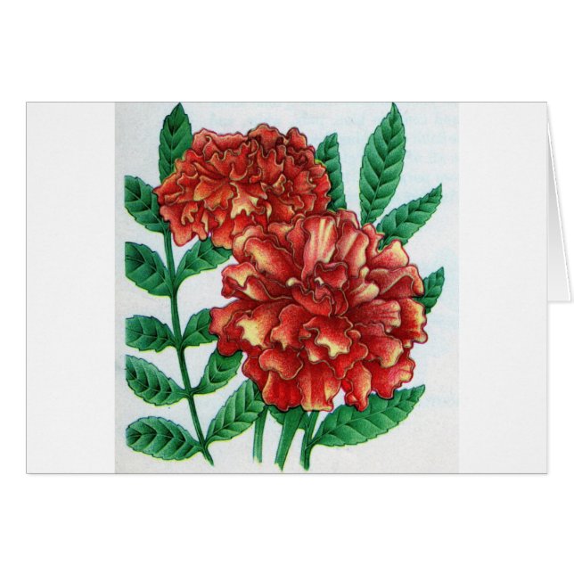 African marigolds (Front Horizontal)