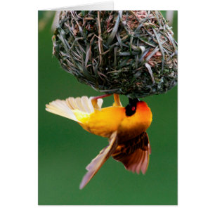 African Masked-Weaver (Ploceus Velatus)