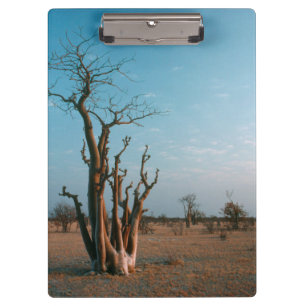African Moringo Tree On Plain, Etosha National Clipboard