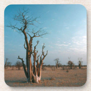 African Moringo Tree On Plain, Etosha National Coaster