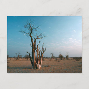 African Moringo Tree On Plain, Etosha National Postcard