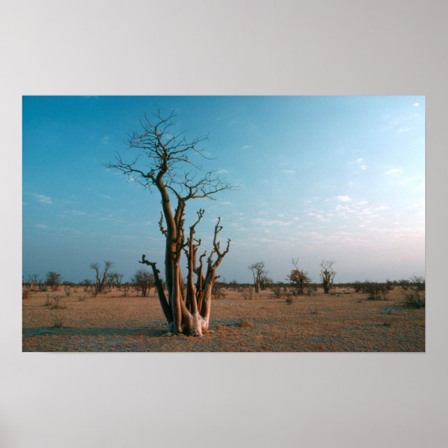 African Moringo Tree On Plain, Etosha National Poster (Front)