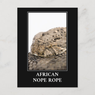 African Nope Rope - Puff adder Snake Danger Postcard
