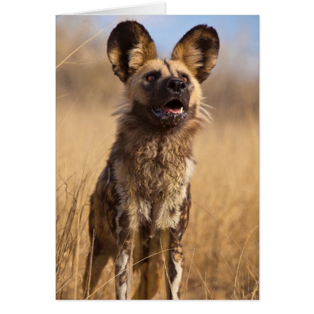 African Painted Wild Dog (Front)