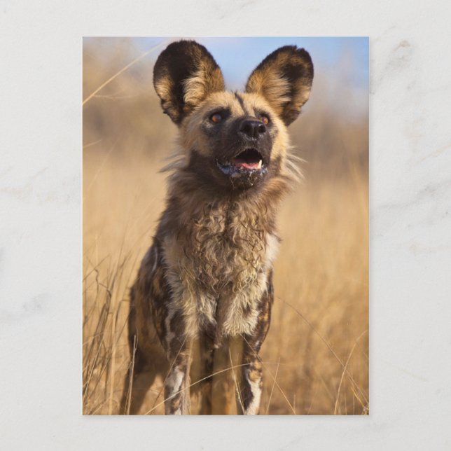 African Painted Wild Dog Postcard (Front)