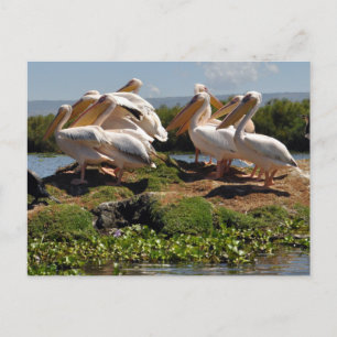African Pelicans Wildlife of Africa Postcard