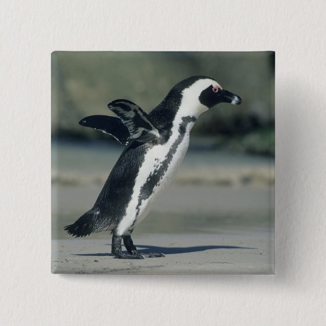 African Penguin 15 Cm Square Badge (Front)