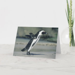 African Penguin Card