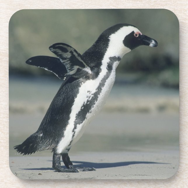 African Penguin Coaster (Front)