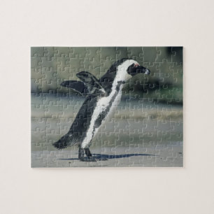 African Penguin Jigsaw Puzzle