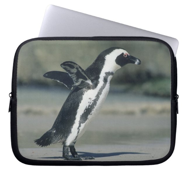 African Penguin Laptop Sleeve (Front)