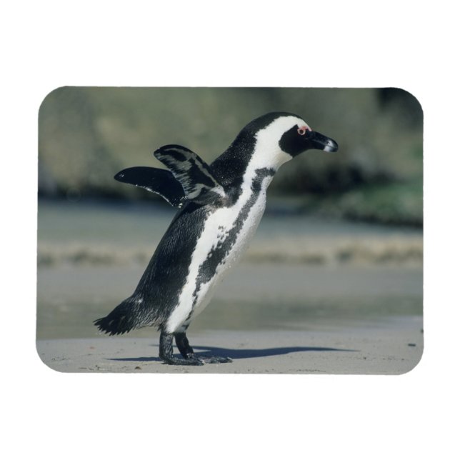 African Penguin Magnet (Horizontal)