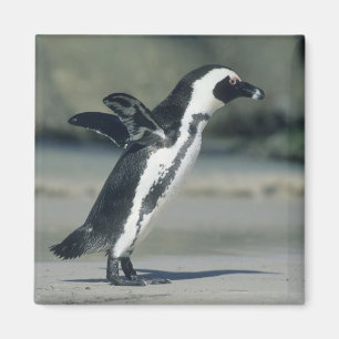 African Penguin Magnet